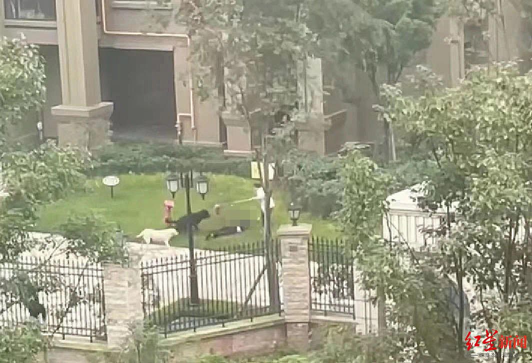 女童小区遭恶犬咬伤生命体征稳定,警方称涉事罗威纳犬有主人