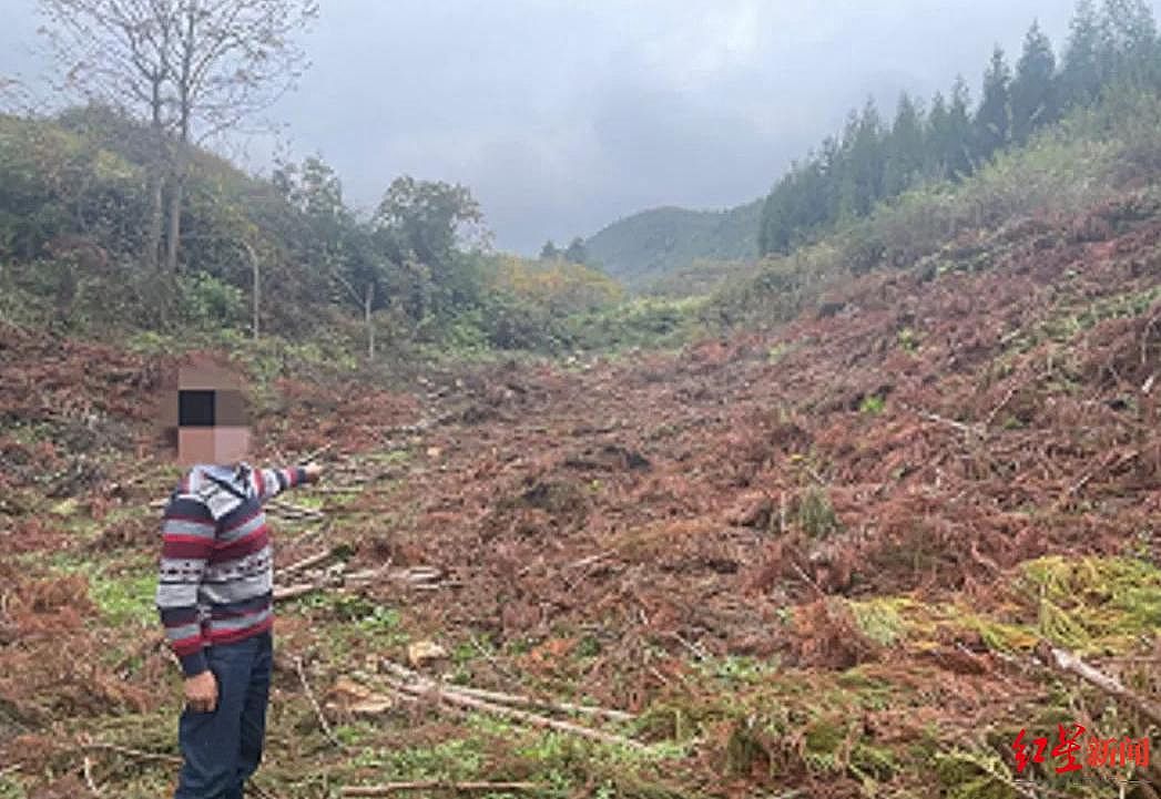 村民砍伐自家514株林木涉嫌滥伐林木罪被刑拘，警方回应