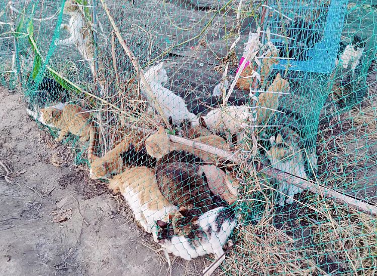 爱心人士从江苏追到江西拦截运猫车:截获千余只,有家猫