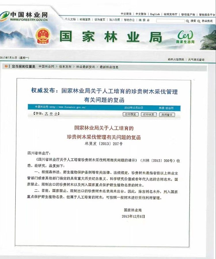 男子售卖自家26棵香樟判缓刑背后:人工栽种香樟算不算重点保护植物